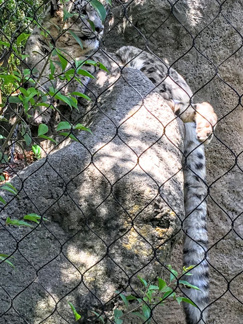 White Leopard at the Sacramento Zoo