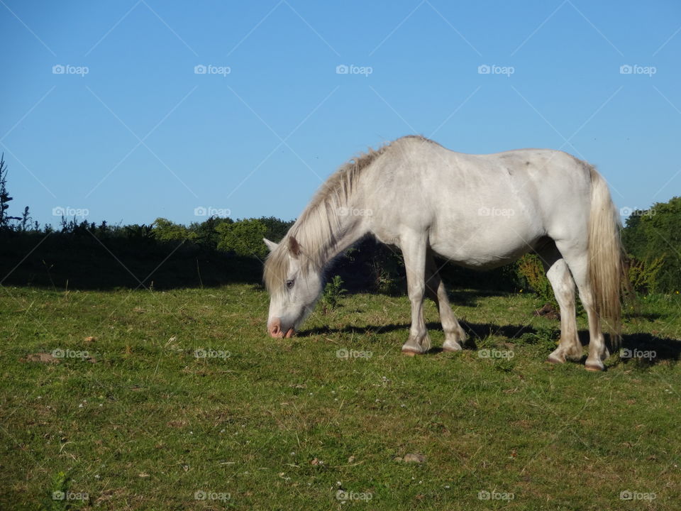 Majestic horses