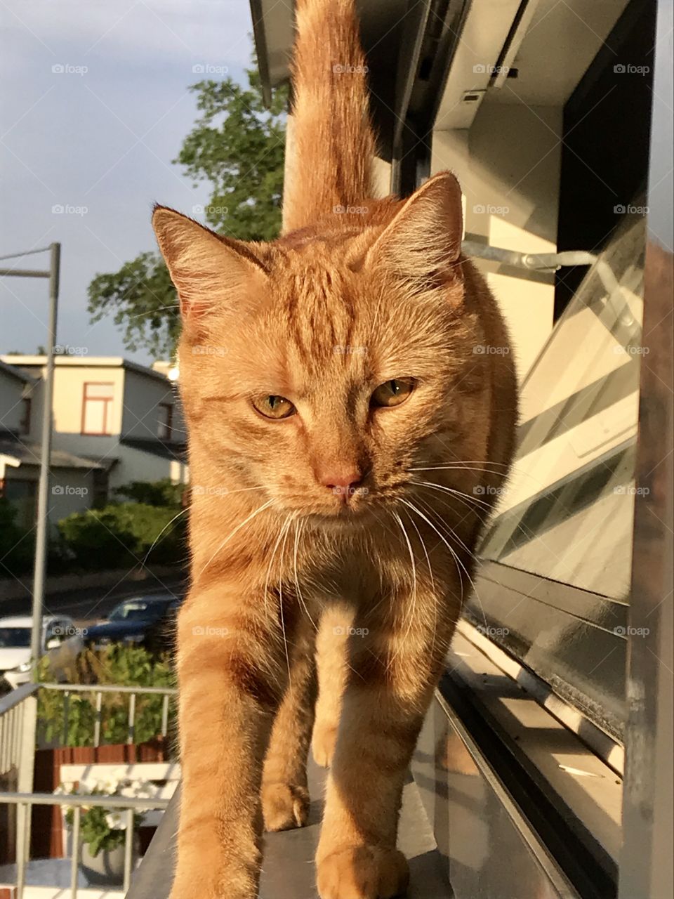 Ginger cat holding eye contact