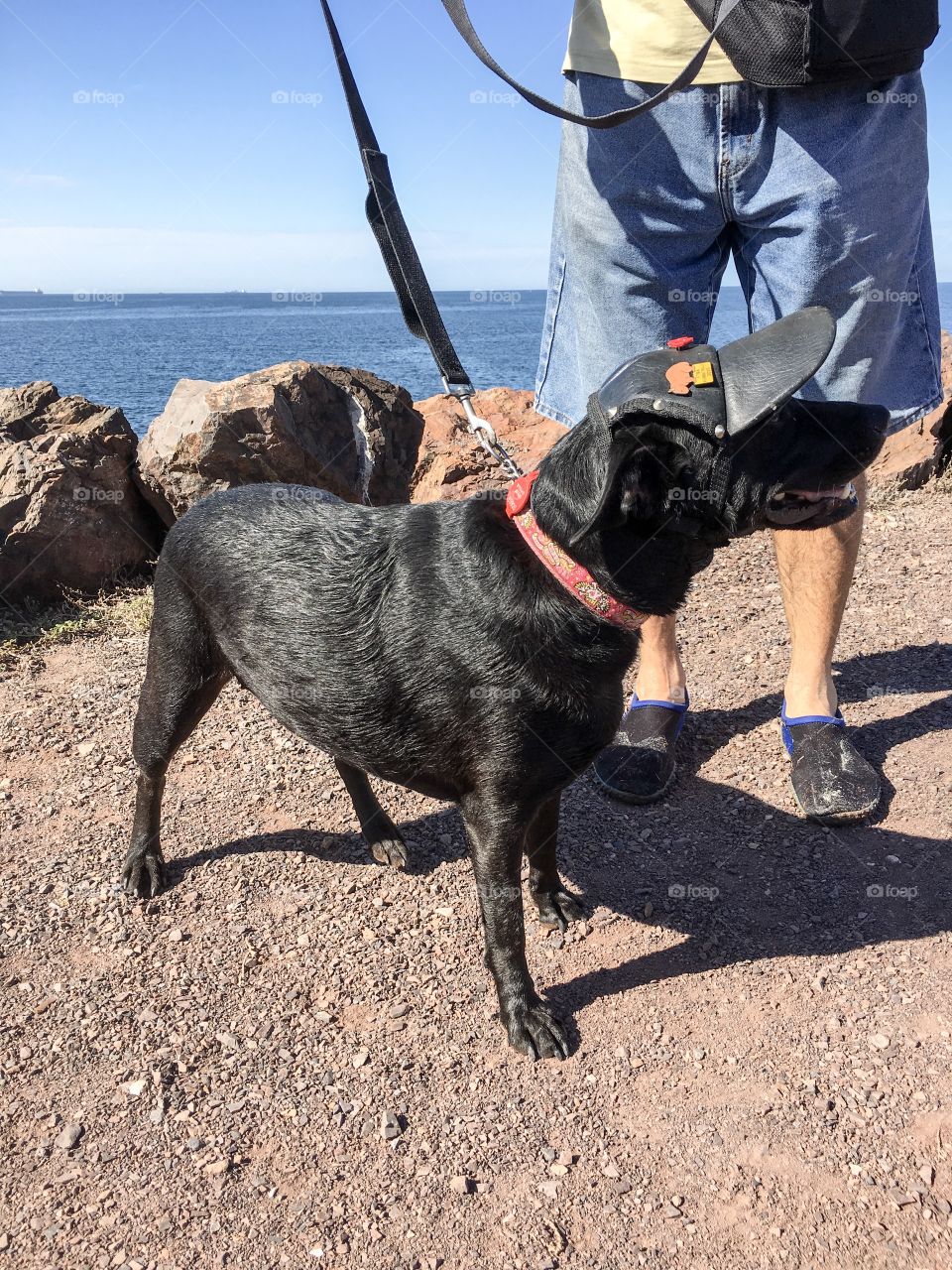 Dog wearing brimmed hat, black lab Kelpie mix on leash with owner outdoors 