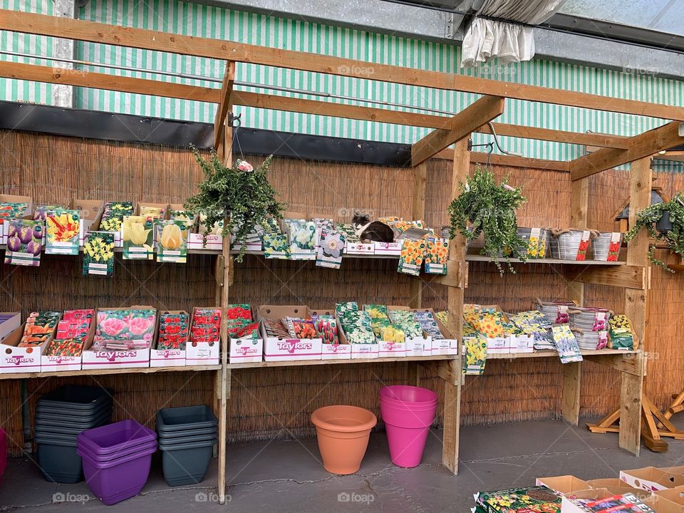 Cats in strange places. In this instance a garden centre