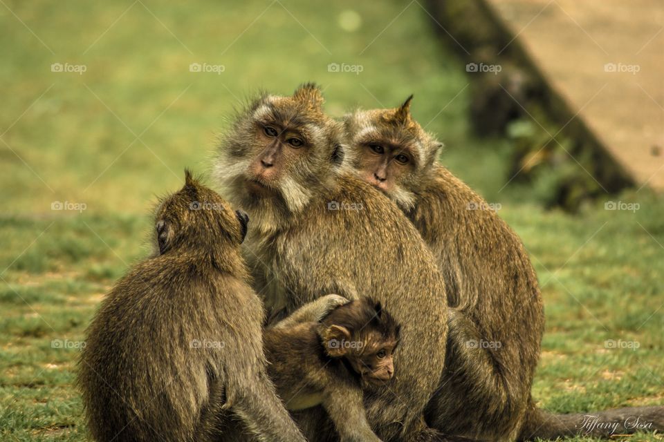Ubud Monkey. Monkeys in Ubud's Monkey Forest. 