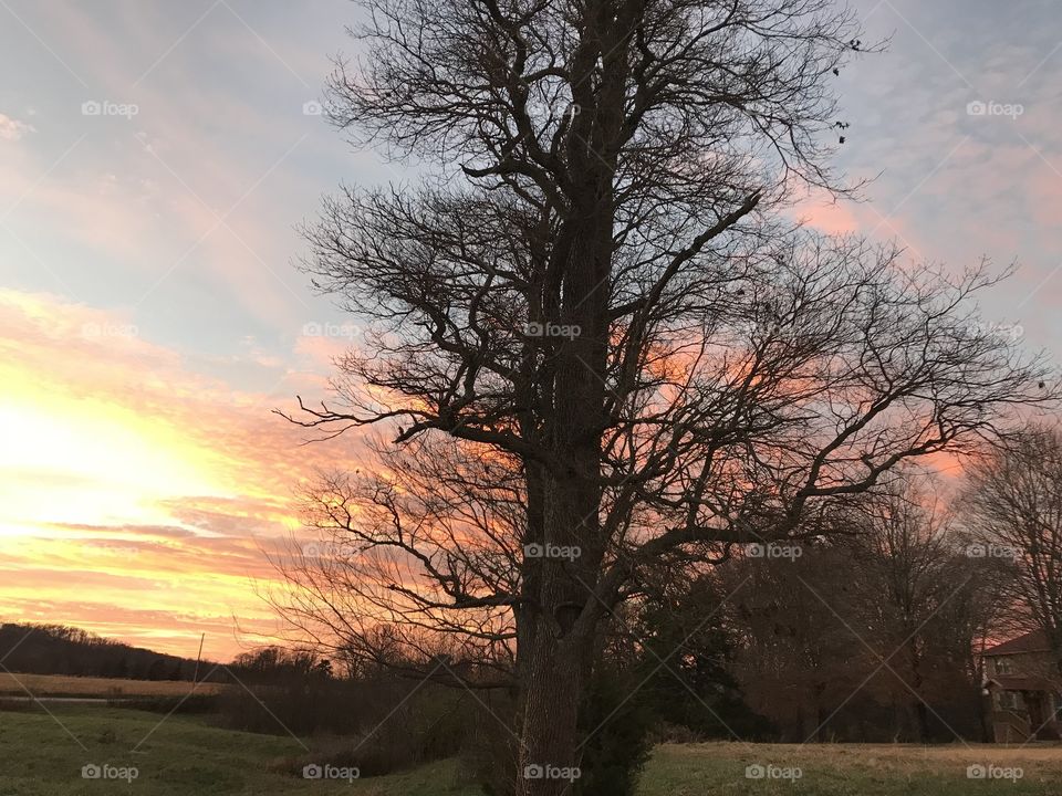 Gnarly tree with sunset in the background.