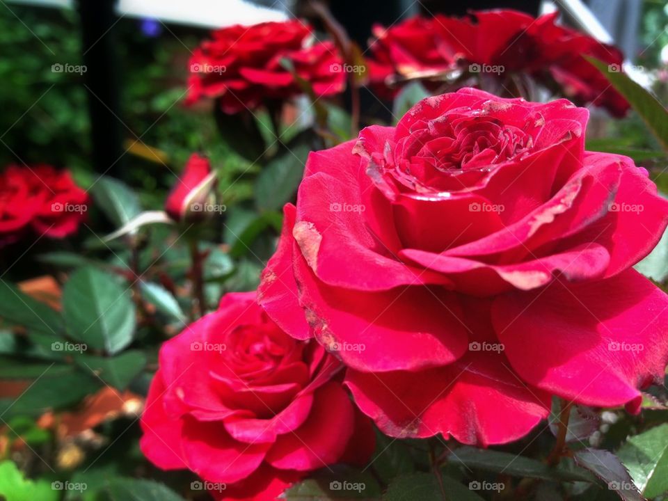 flower macro red united kingdom by mrgrambo