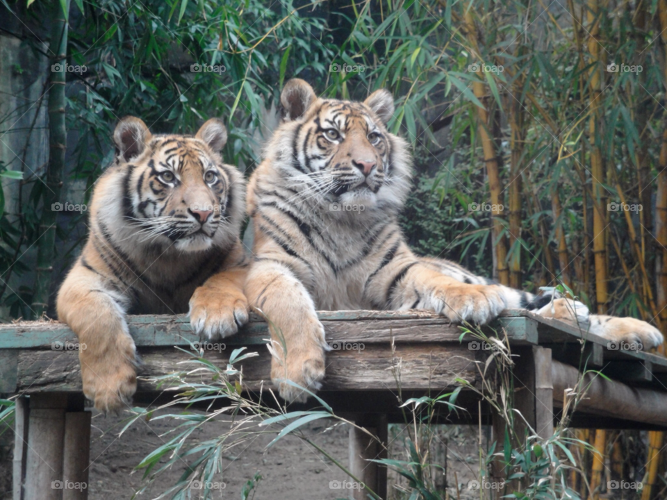 zoo animals tigers taronga zoo sydney australia by ken260470