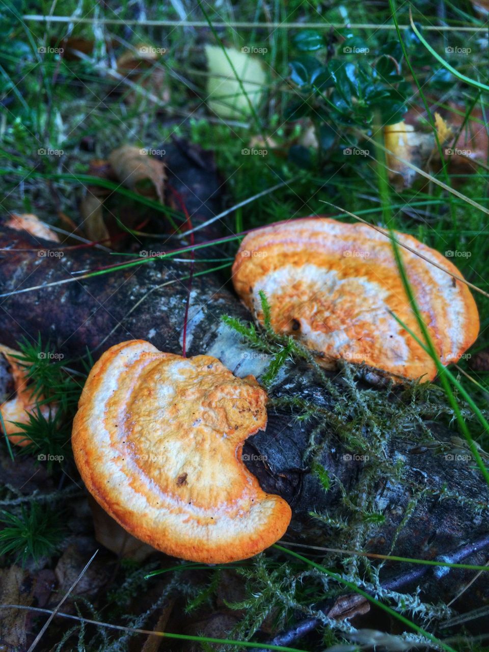 Tree fungus