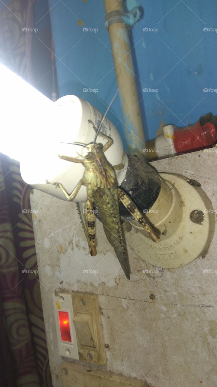 Big grasshopper in bulb