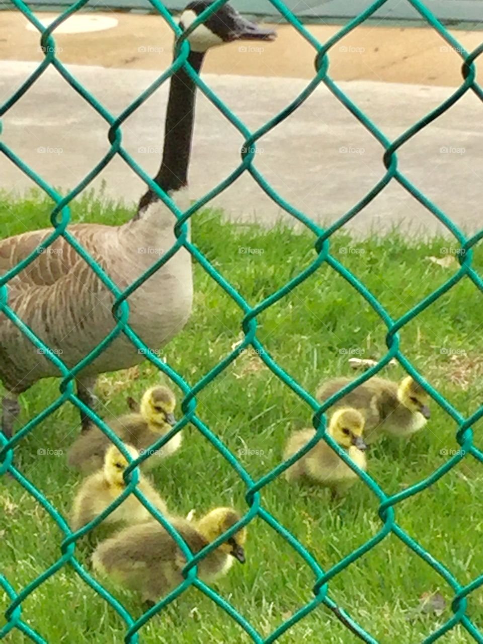 Canada Geese family enjoying spring time 