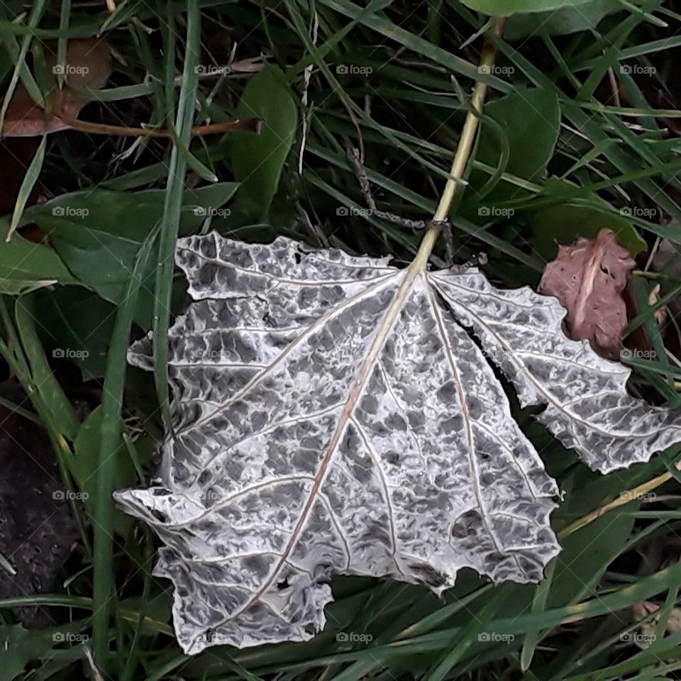 white spotted reverse of a leaf fallen on grasss