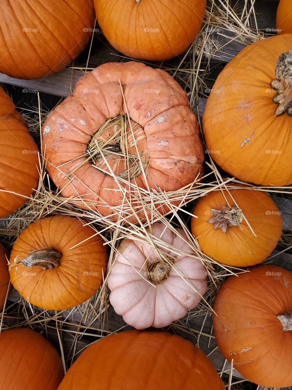 Pumpkins of all shapes, sizes and colors!