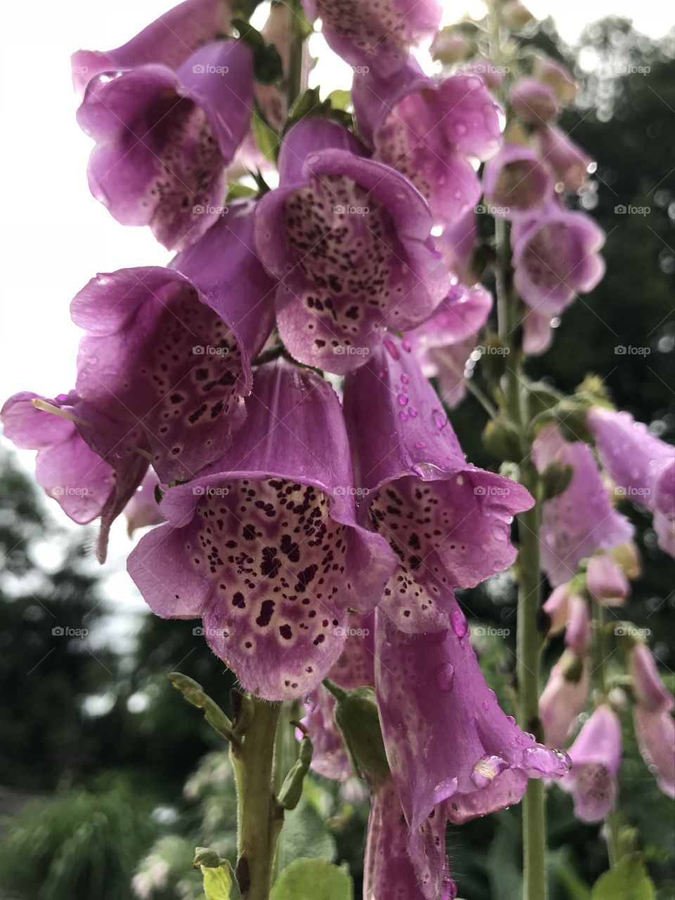 Close up view of purple foxglove flowers near a community garden in Brevard, NC