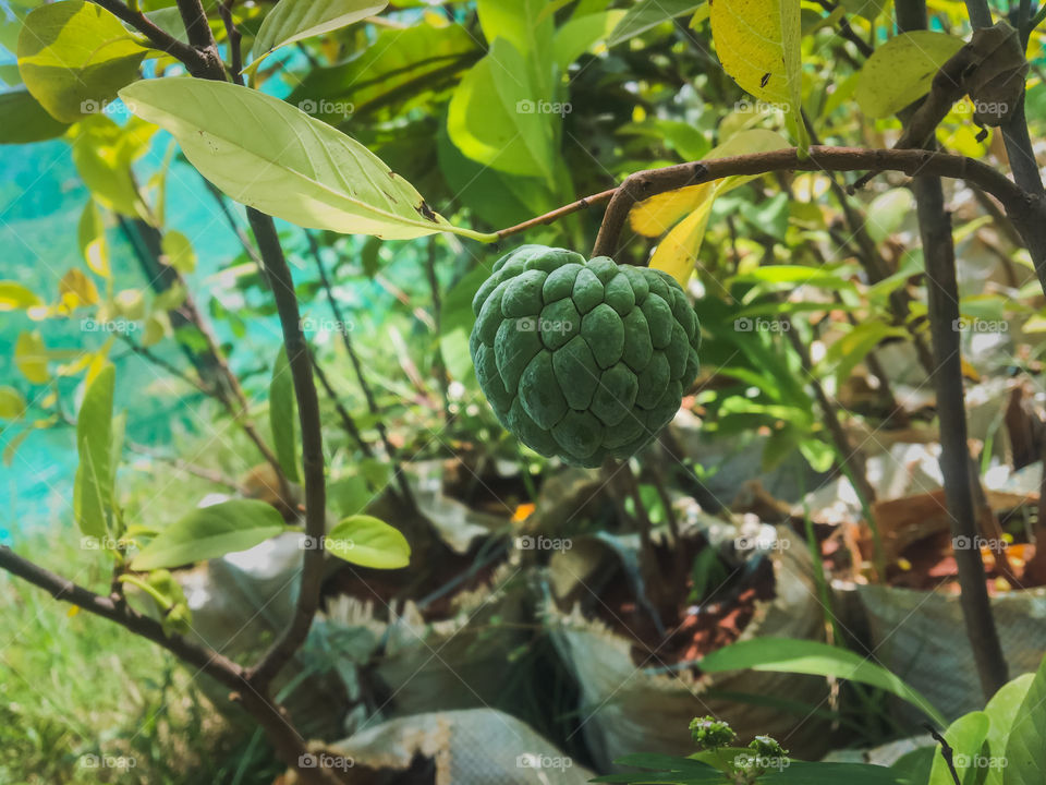 Custard apple or Seetaphal which is grown in India