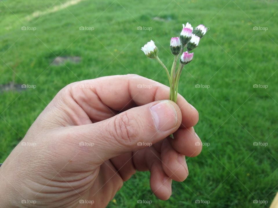 Little flowers in big mans hand 