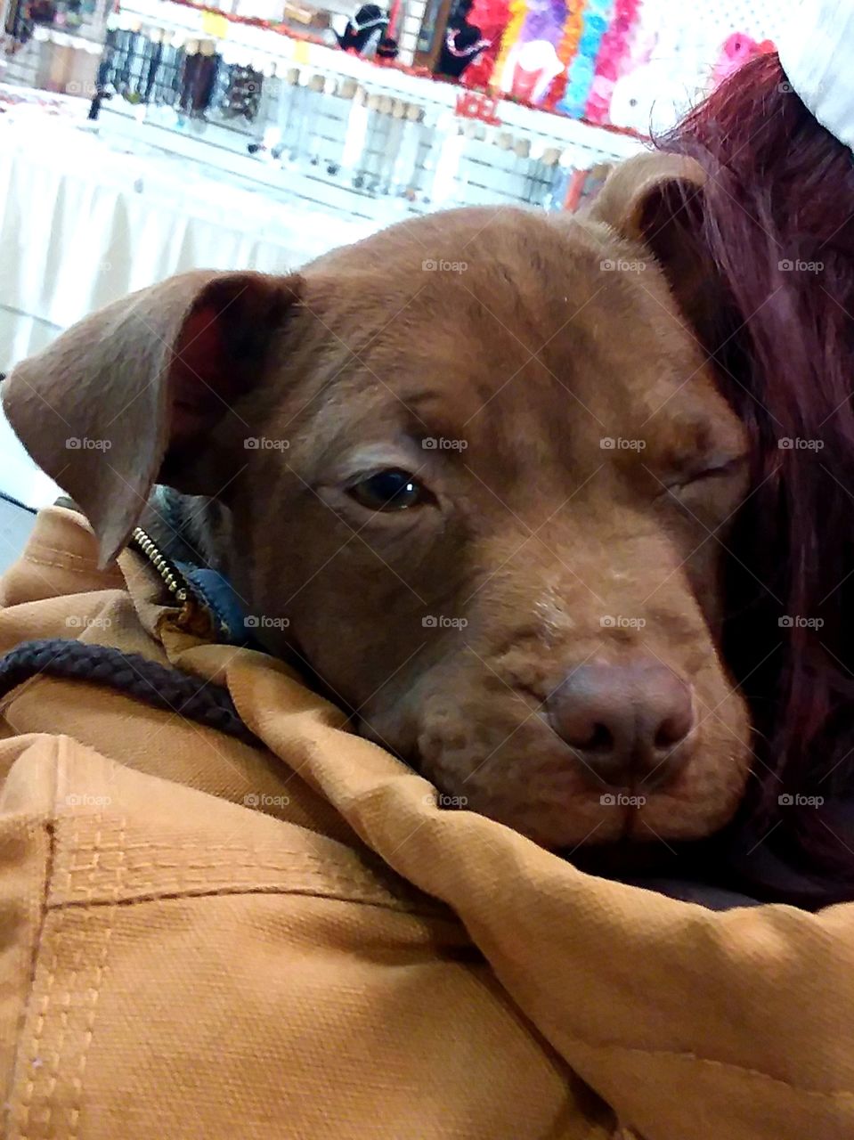 chocolate lab pup...sleeping with one eye open