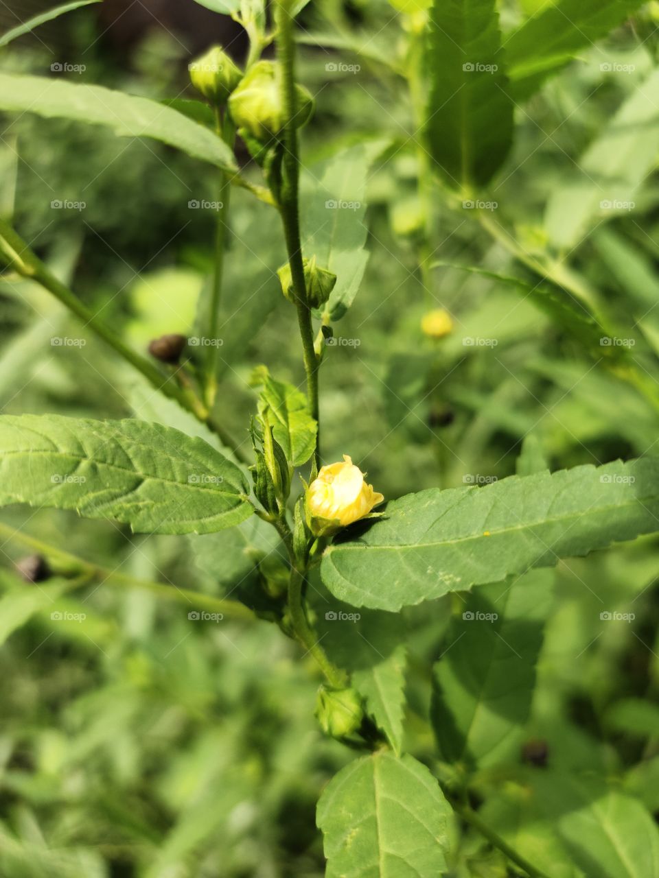 📷💐
Grooming Yellow Flowers,
Ludwigia Peruviana Plants.
Among Green Leafs🥬
World's of Flora