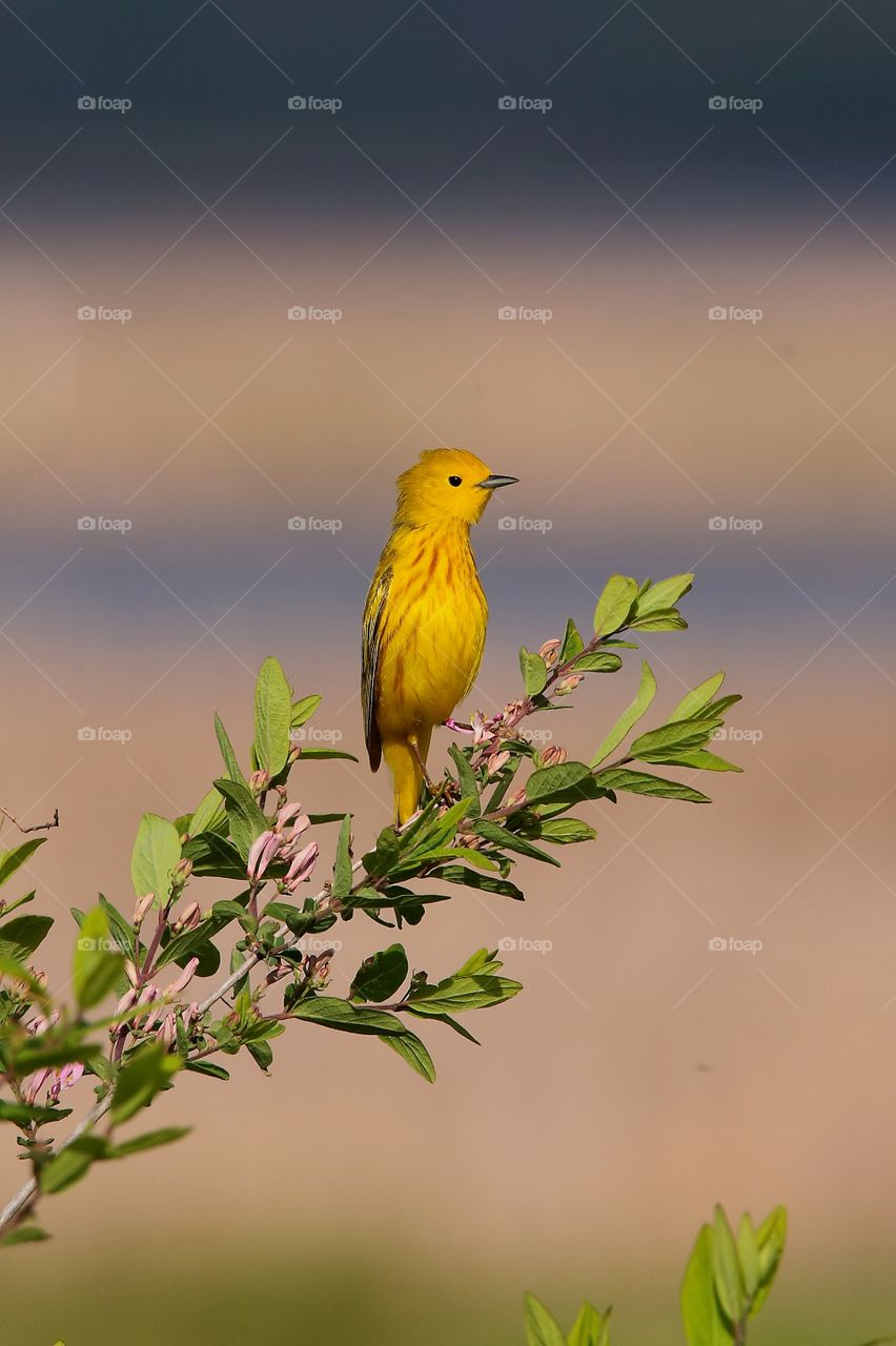 yellow warbler