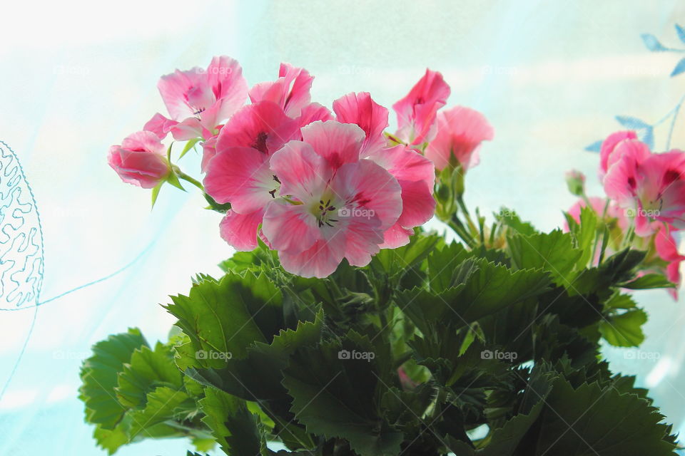 House plants in pots