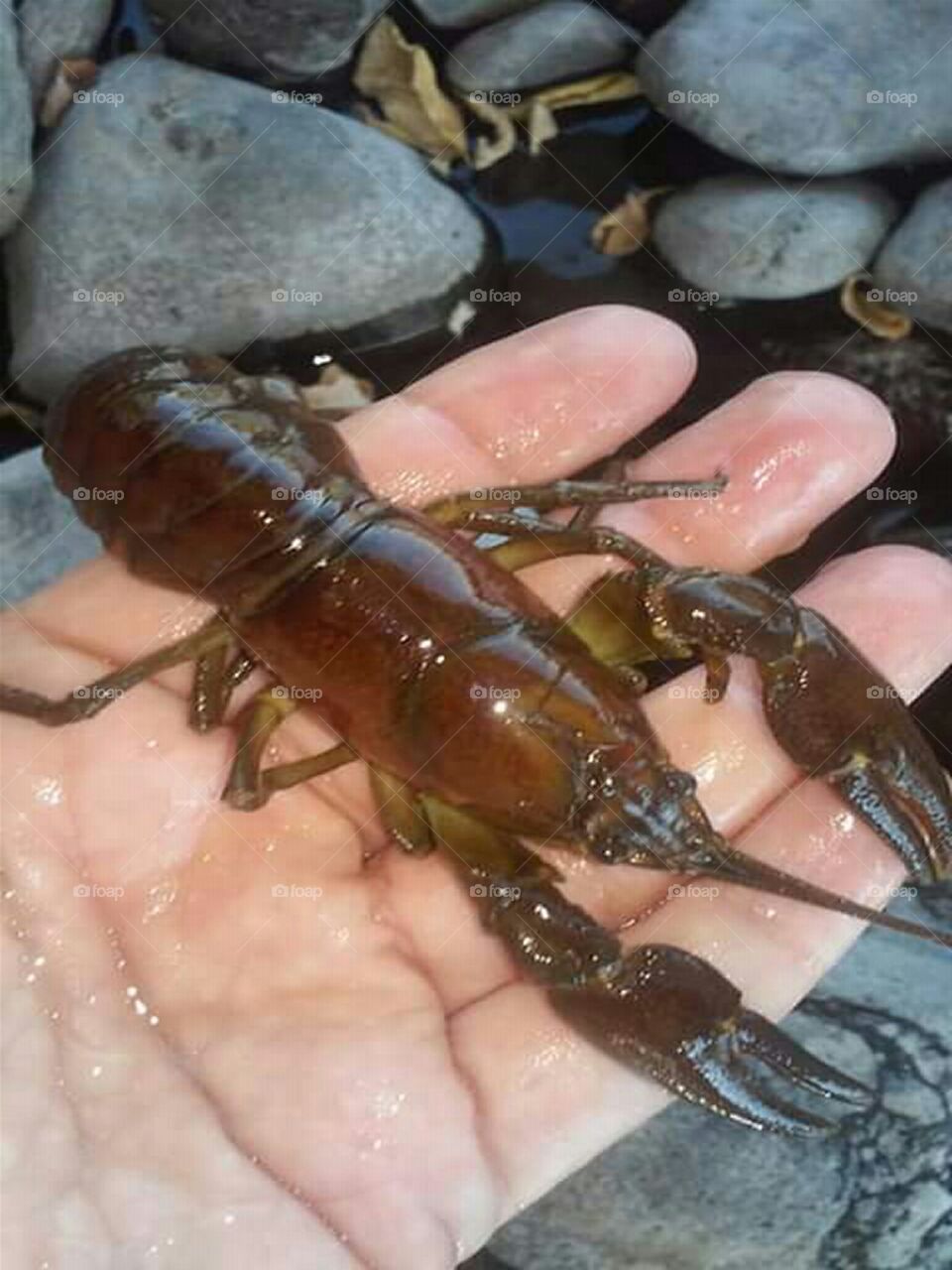 close up image of crawdad or mud bug in someone's hand