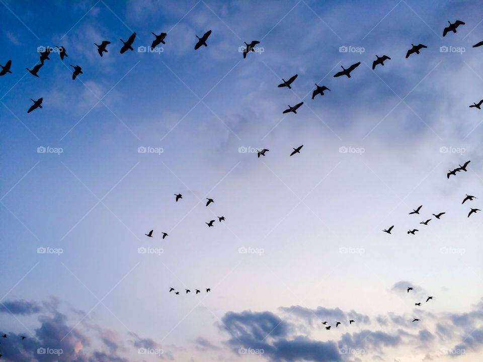 Flock of bird flying in sky