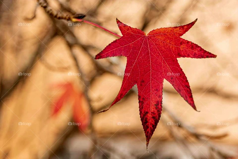 Close up on an orange leaf on its branch with blurred background of leaf and branches at the wooded park of Carentoir's world farmhouse