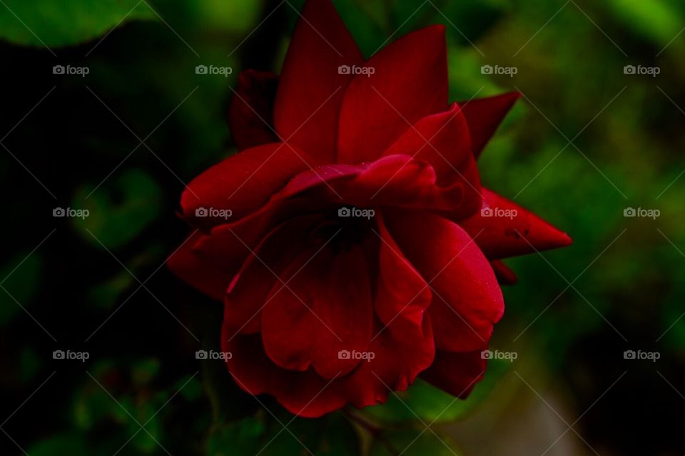 Red rose, deep color, roses,love