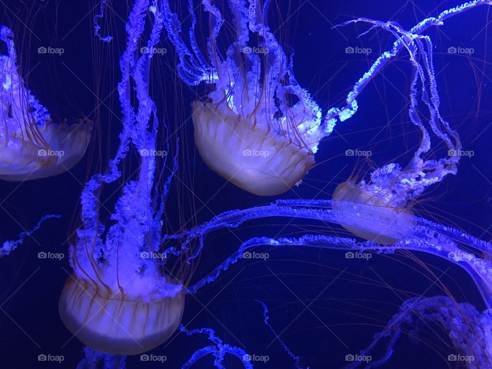 Blue-Beautiful-Jellyfish