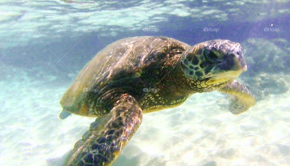Sea Turtle underwater
