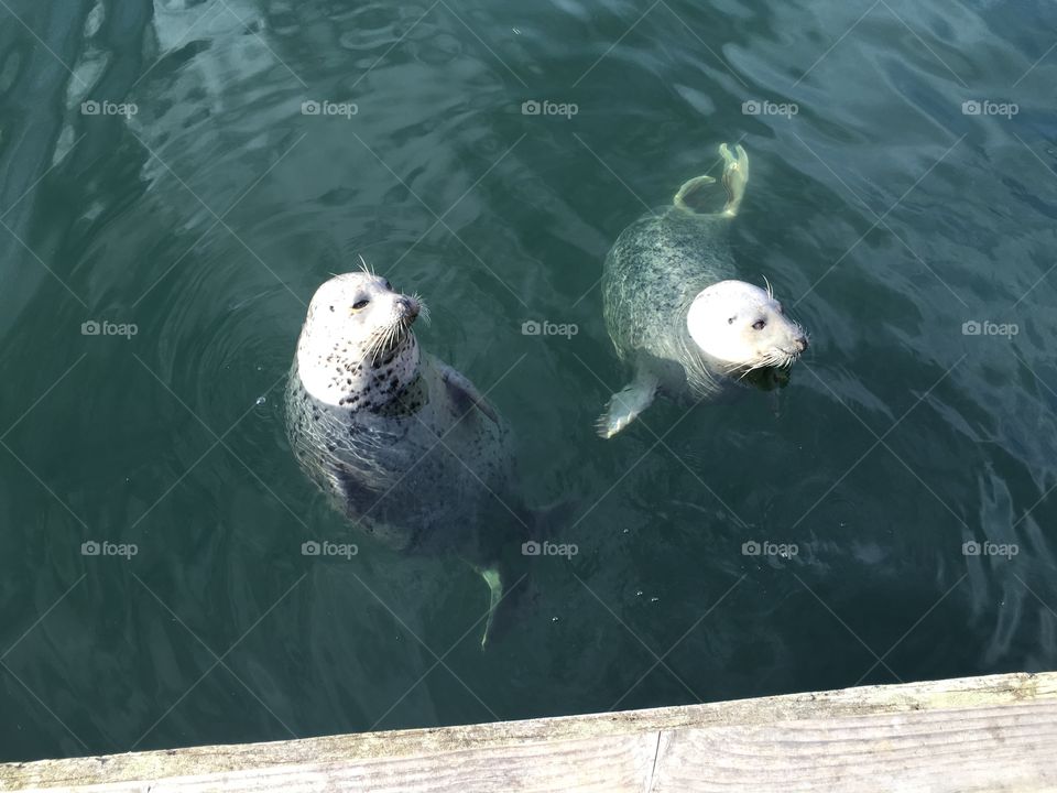 Seals 