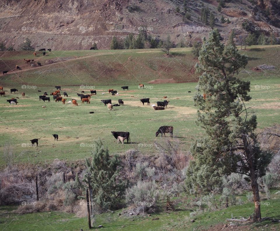 Hill cattle