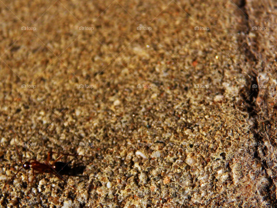 Ant walking on the asphalt in the light of the hot summer sun.