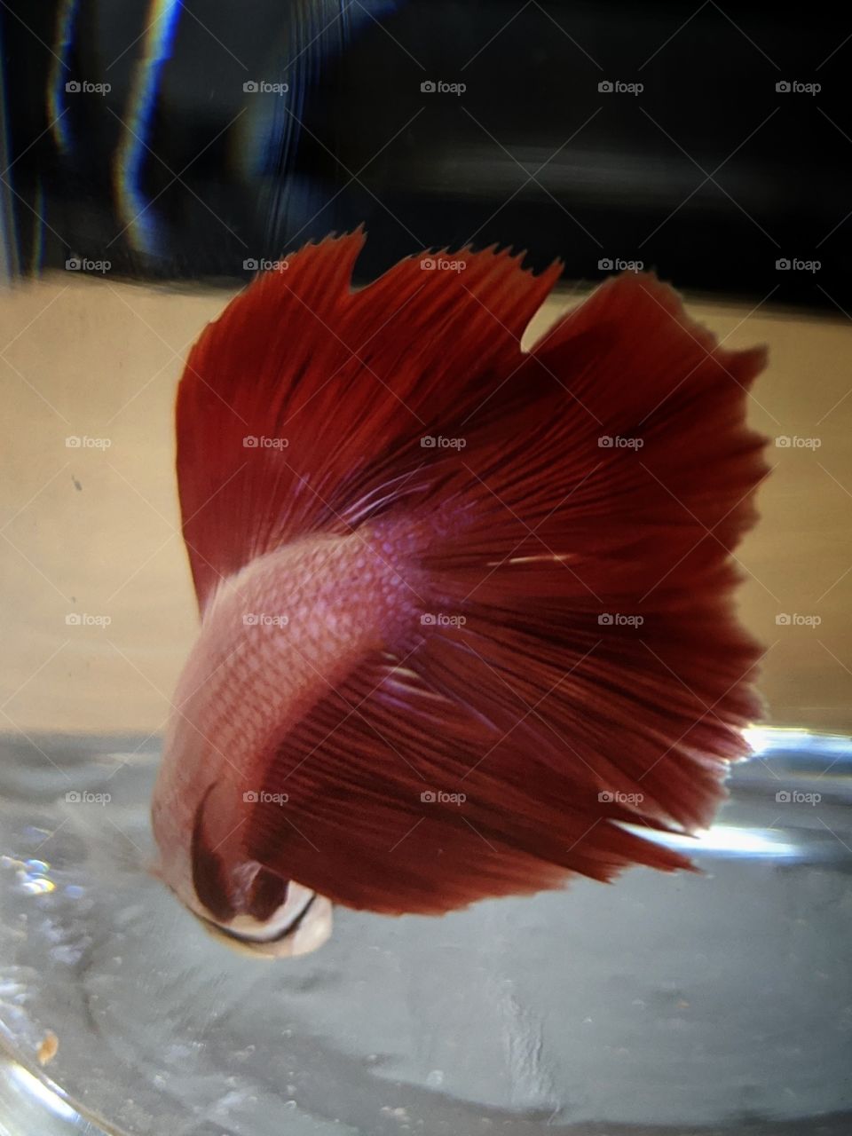 betta fish