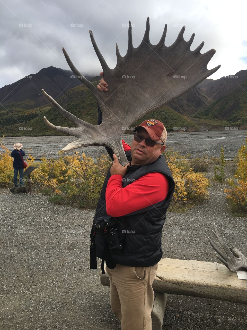 Moose horn