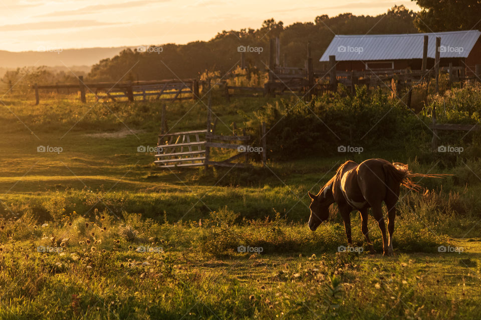 Summer’s golden hour 