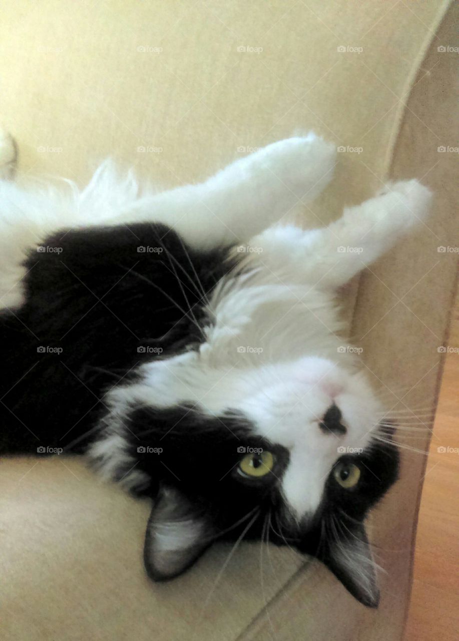 Real cats in real life