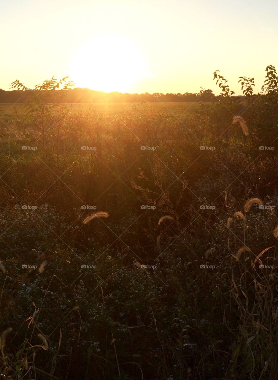 Farm sunset