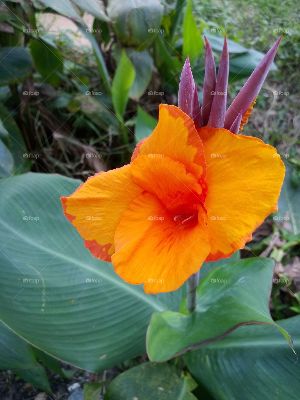 bright vivid orange canna lily flower