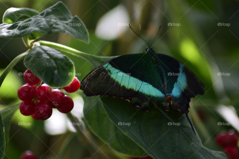 Black and glowing blue butterfly on a green leaf.  Blurry background closeup