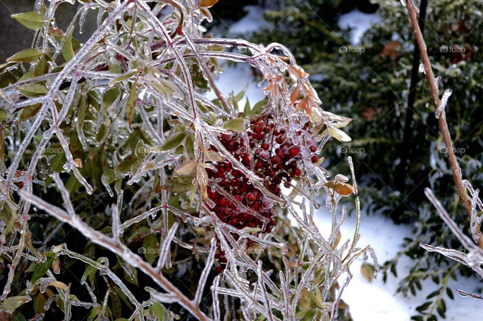 Ice,winter,storm