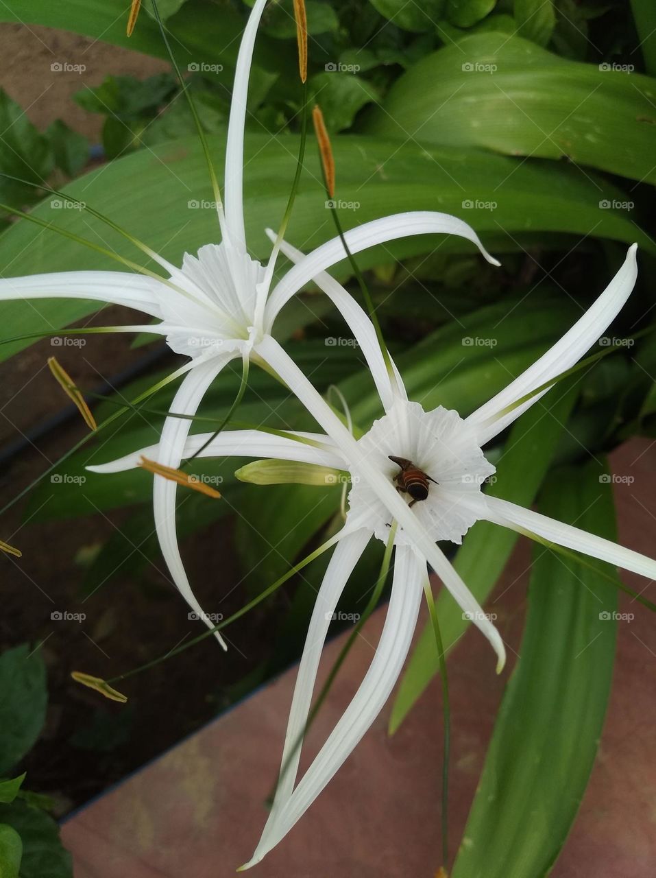 white flower seasonal fresh shurb small size looks very beautiful generally found everywhere