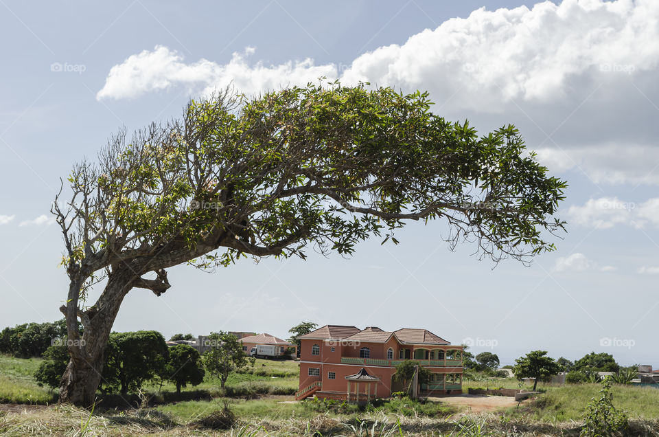 Arch Mango Tree