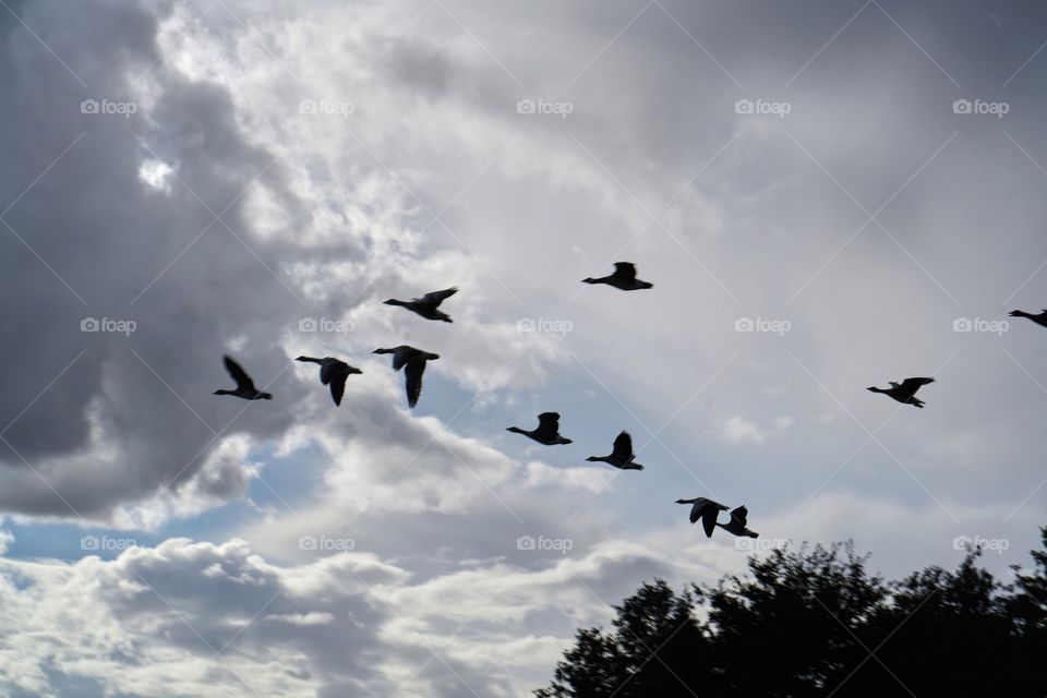 Autumn weather and bird migrations