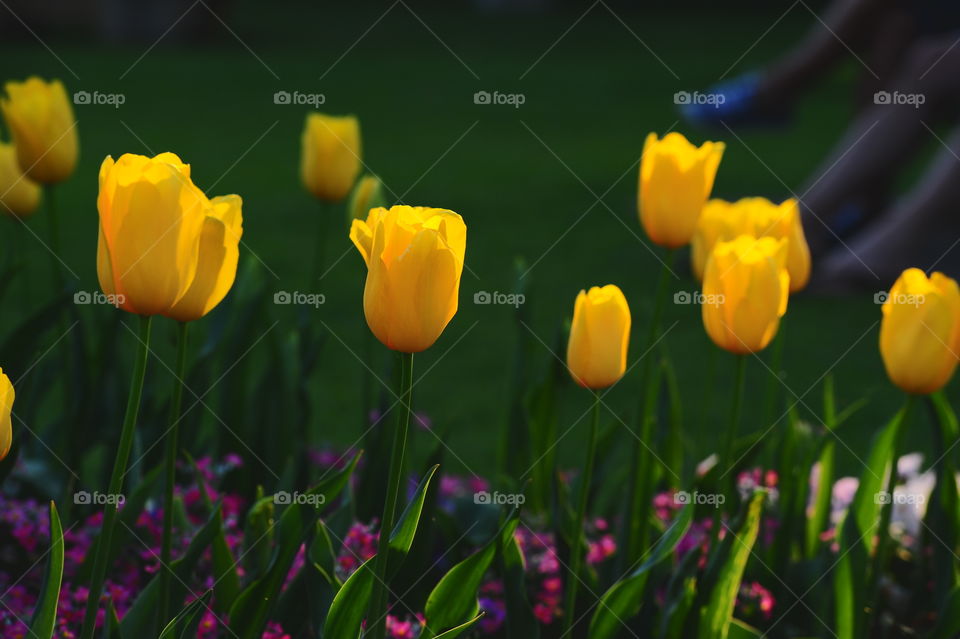 tulip