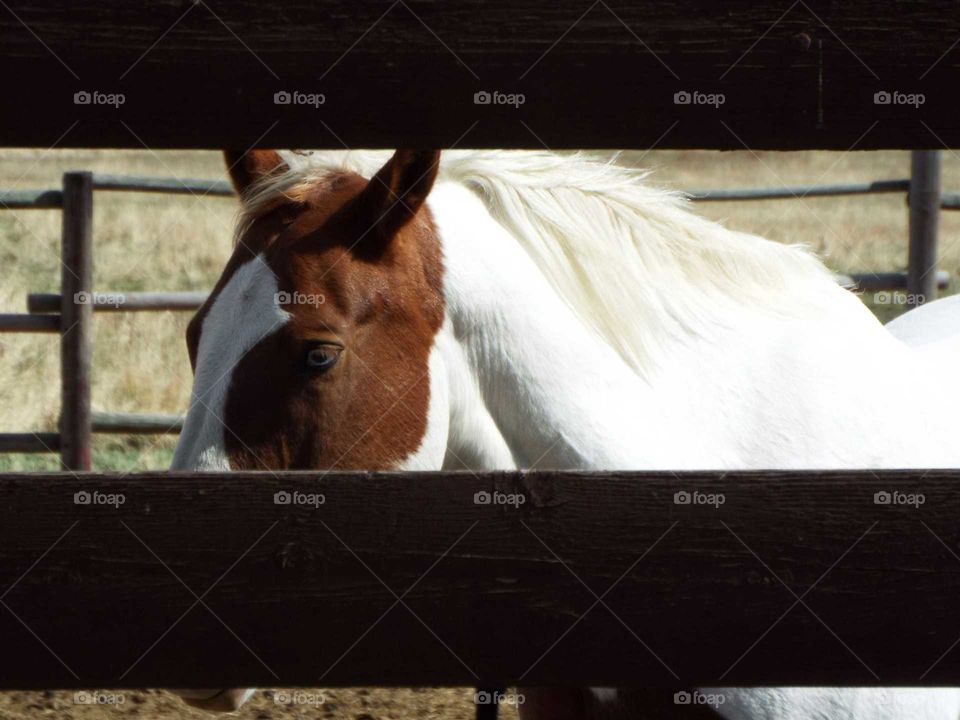 Looking through fences