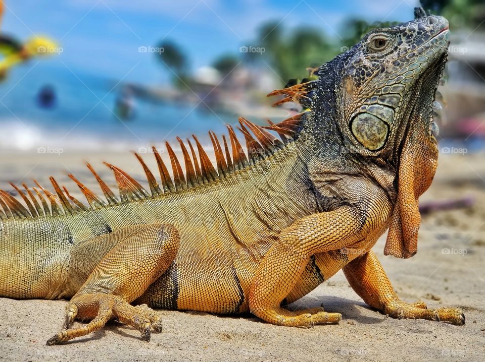 Iguana