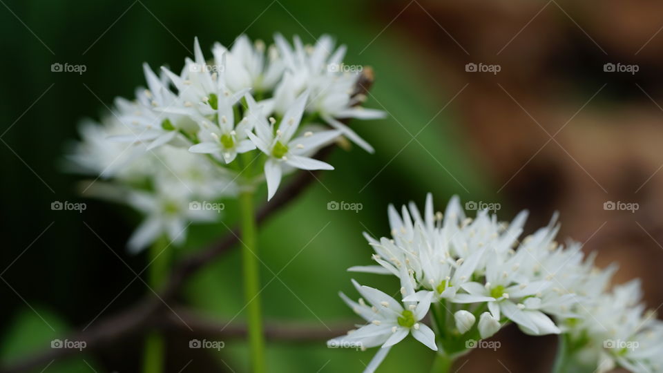 Spring flowers in Antwerp