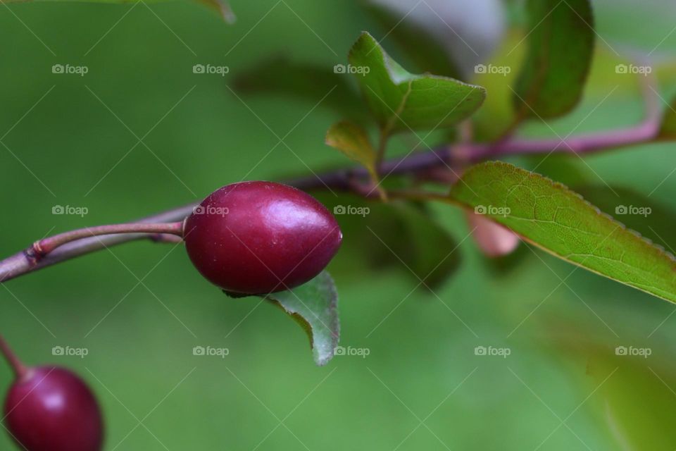 Prunus