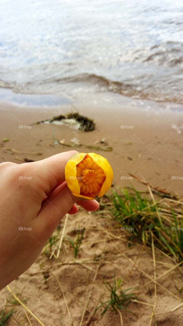 Yellow water lily, thrown on a wave from the river. Water lily in the hands, against the background of the river and the beach with algae.