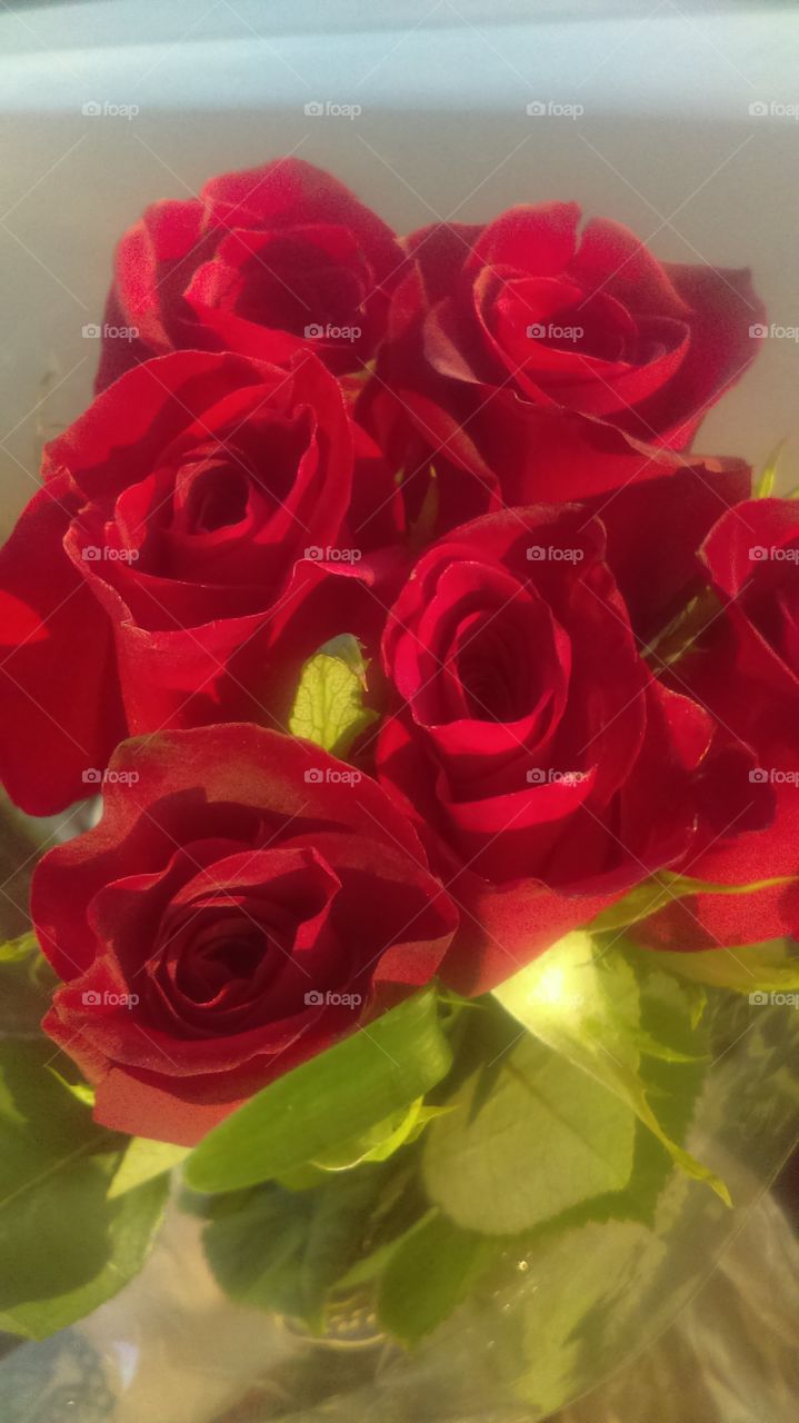 Roses