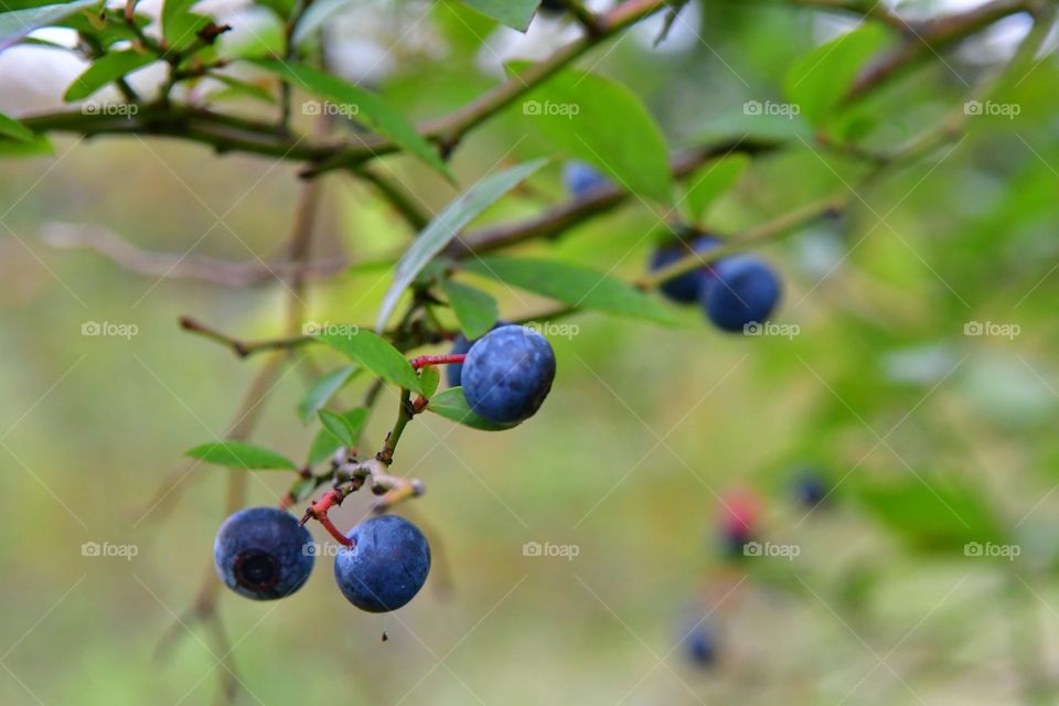 Nature, Fruit, Leaf, No Person, Summer