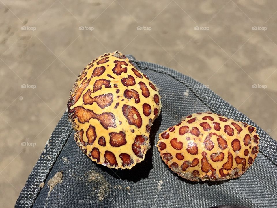 Leopard Crab Shells